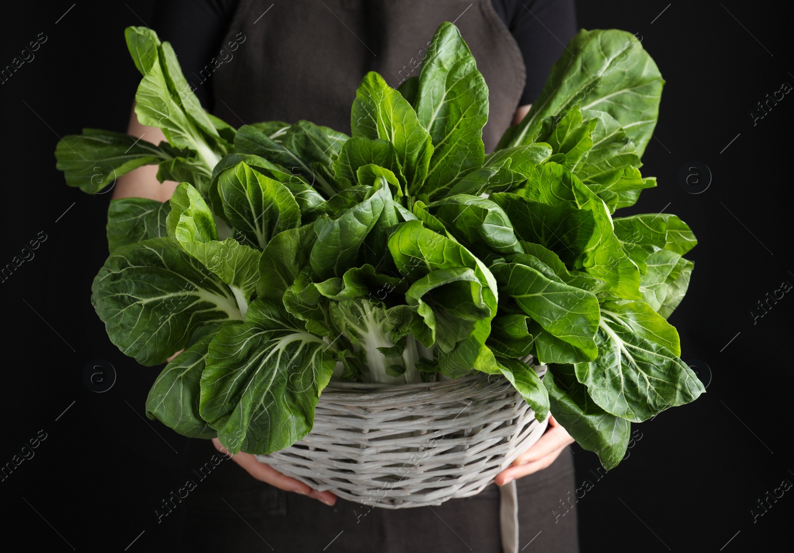 Photo of Woman holding bok choy cabbage on black background, closeup