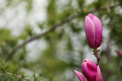 Photo of Closeup view of beautiful blooming magnolia tree outdoors. Space for text