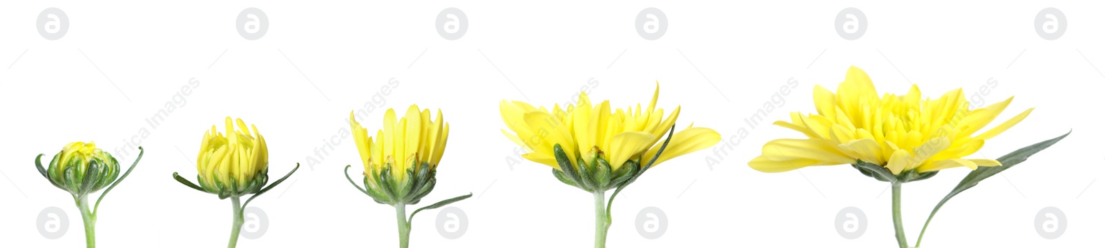 Image of Blooming stages of beautiful chrysanthemum flower on white background