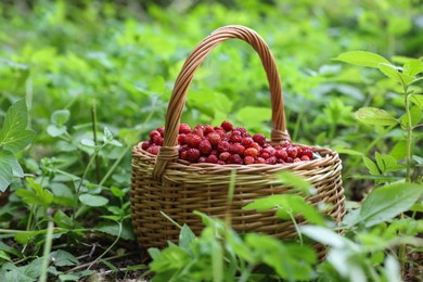 Photo of Basket with delicious wild strawberries on green grass outdoors. Space for text