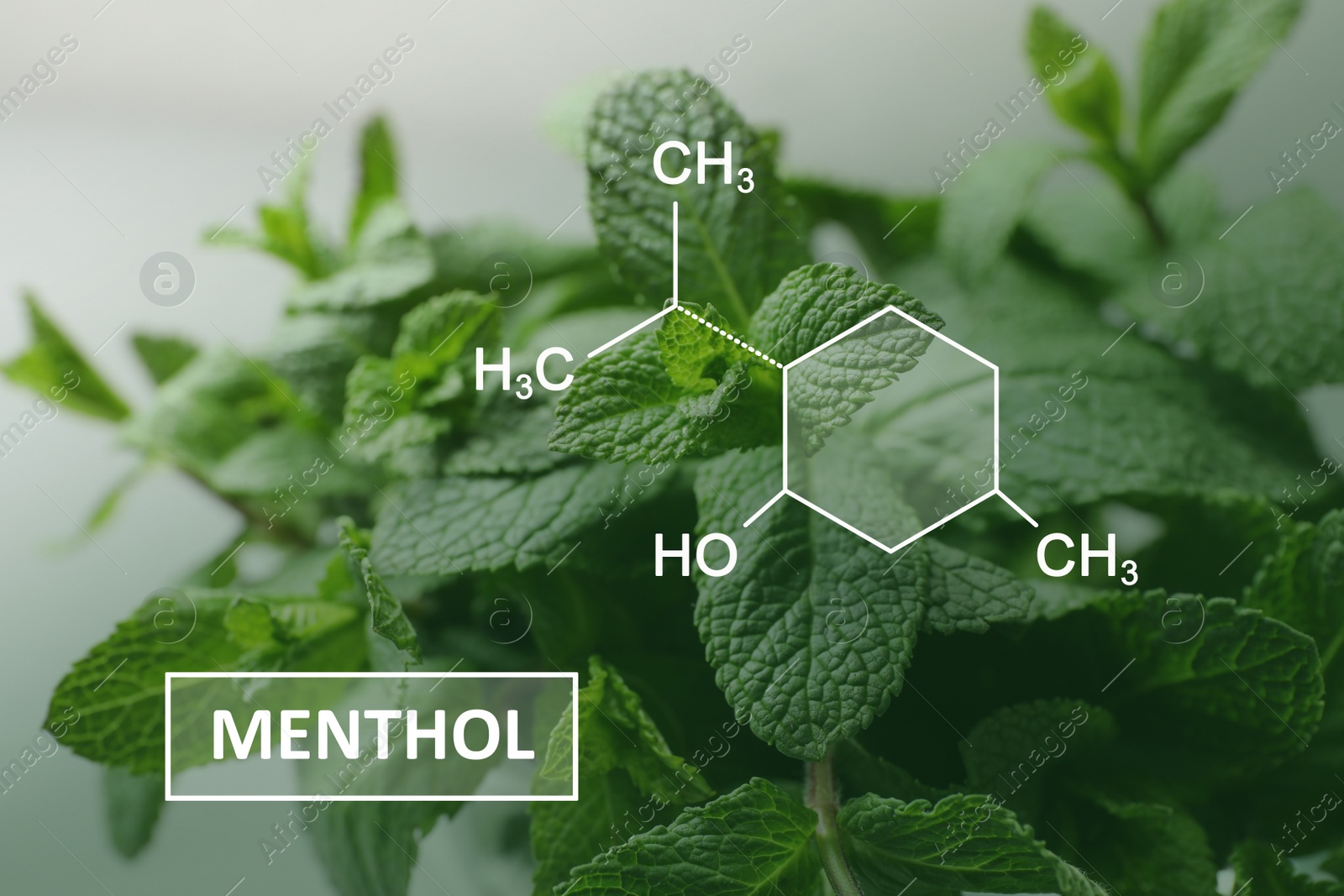 Image of Illustration of menthol chemical formula and fresh aromatic green mint, closeup view 