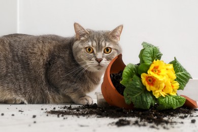 Photo of Cute cat and broken flower pot with primrose plant on floor