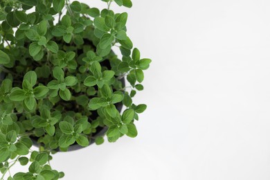 Photo of Fresh potted oregano on white background, above view. Space for text