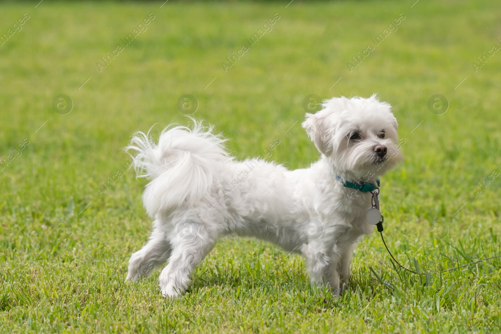 Photo of Cute little Maltese dog walking on green grass