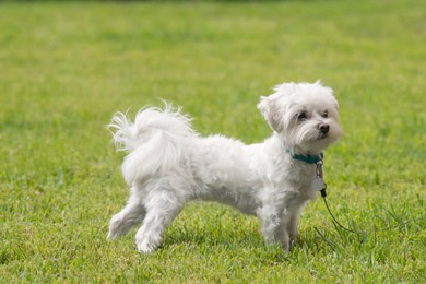 Photo of Cute little Maltese dog walking on green grass