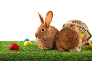Photo of Cute bunnies and Easter eggs on green grass against white background
