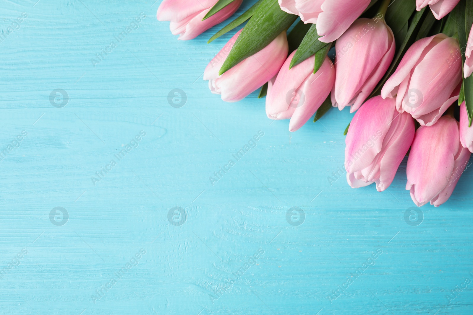 Photo of Beautiful pink spring tulips on light blue wooden background, flat lay. Space for text