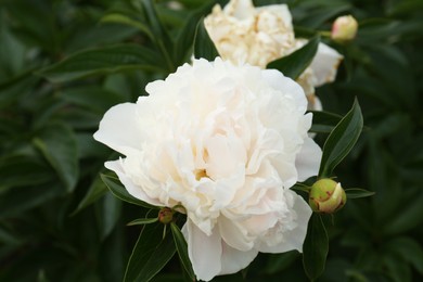 Beautiful blooming white peonies growing in garden, closeup