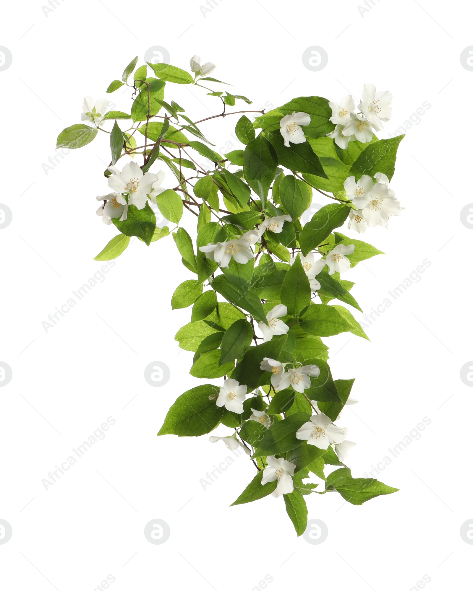 Photo of Branch of beautiful jasmine plant on white background