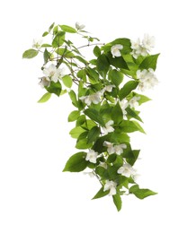 Branch of beautiful jasmine plant on white background