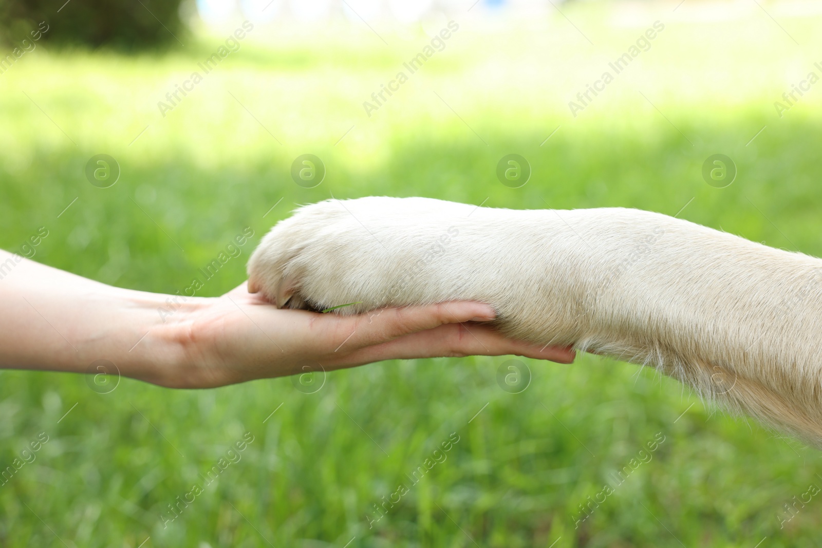 Photo of Dog giving paw to woman outdoors, closeup