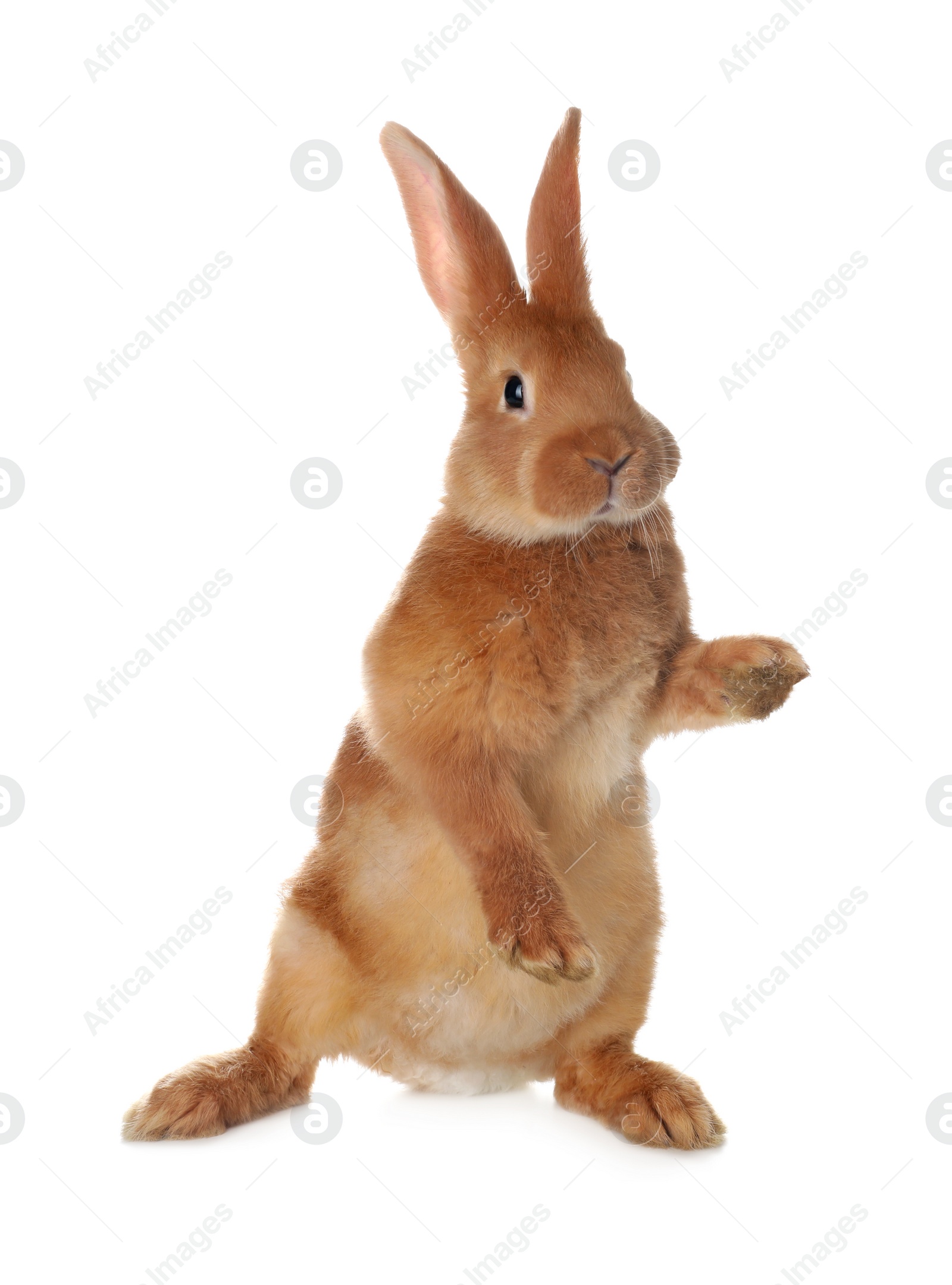 Photo of Cute bunny isolated on white. Easter symbol