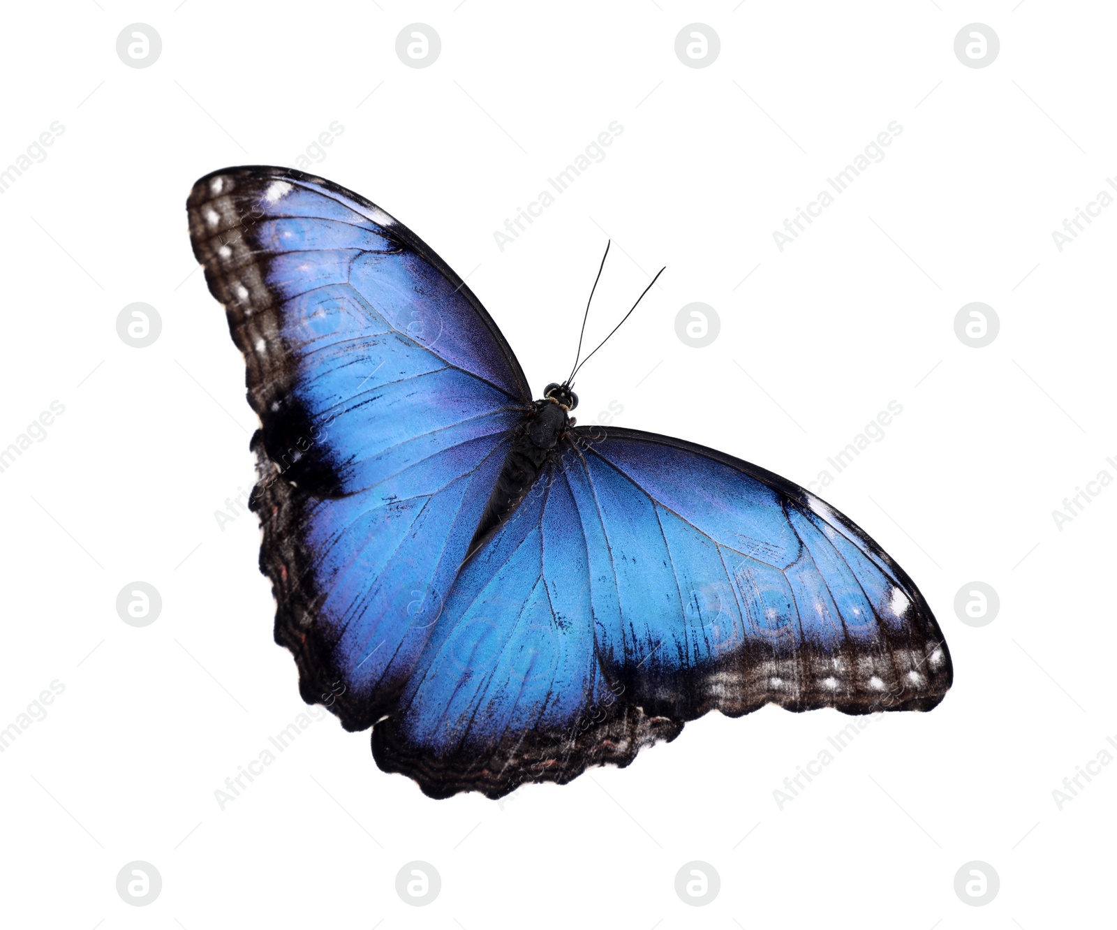 Photo of Beautiful common morpho butterfly isolated on white