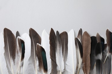Many different bird feathers on white background, flat lay. Space for text