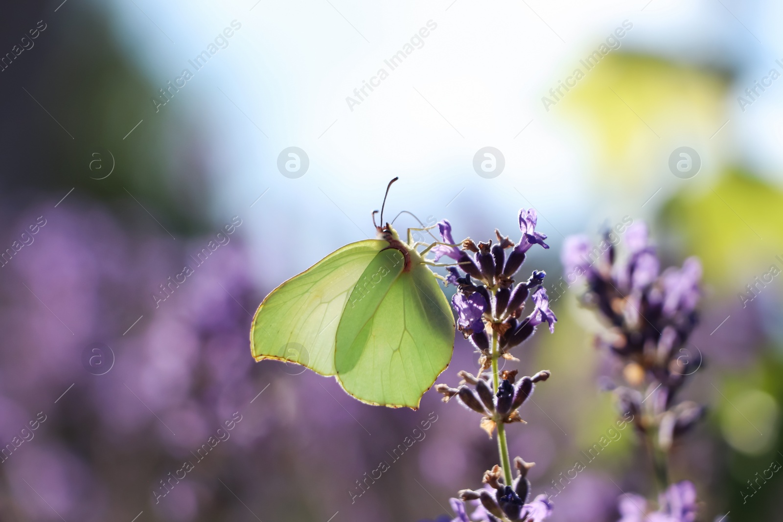 Photo of Beautiful butterfly in lavender field on summer day, closeup