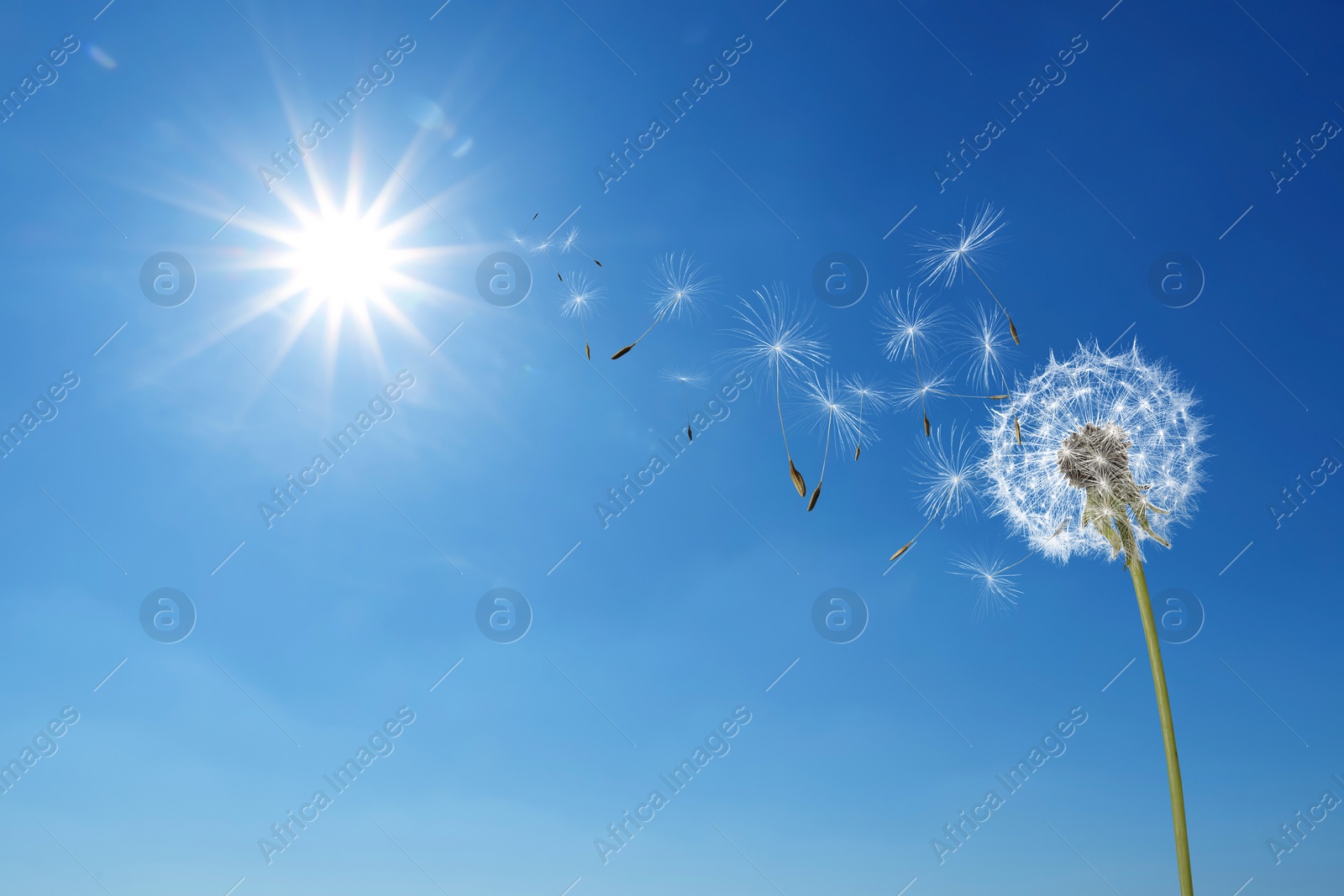 Image of Beautiful puffy dandelion and flying seeds against blue sky on sunny day 