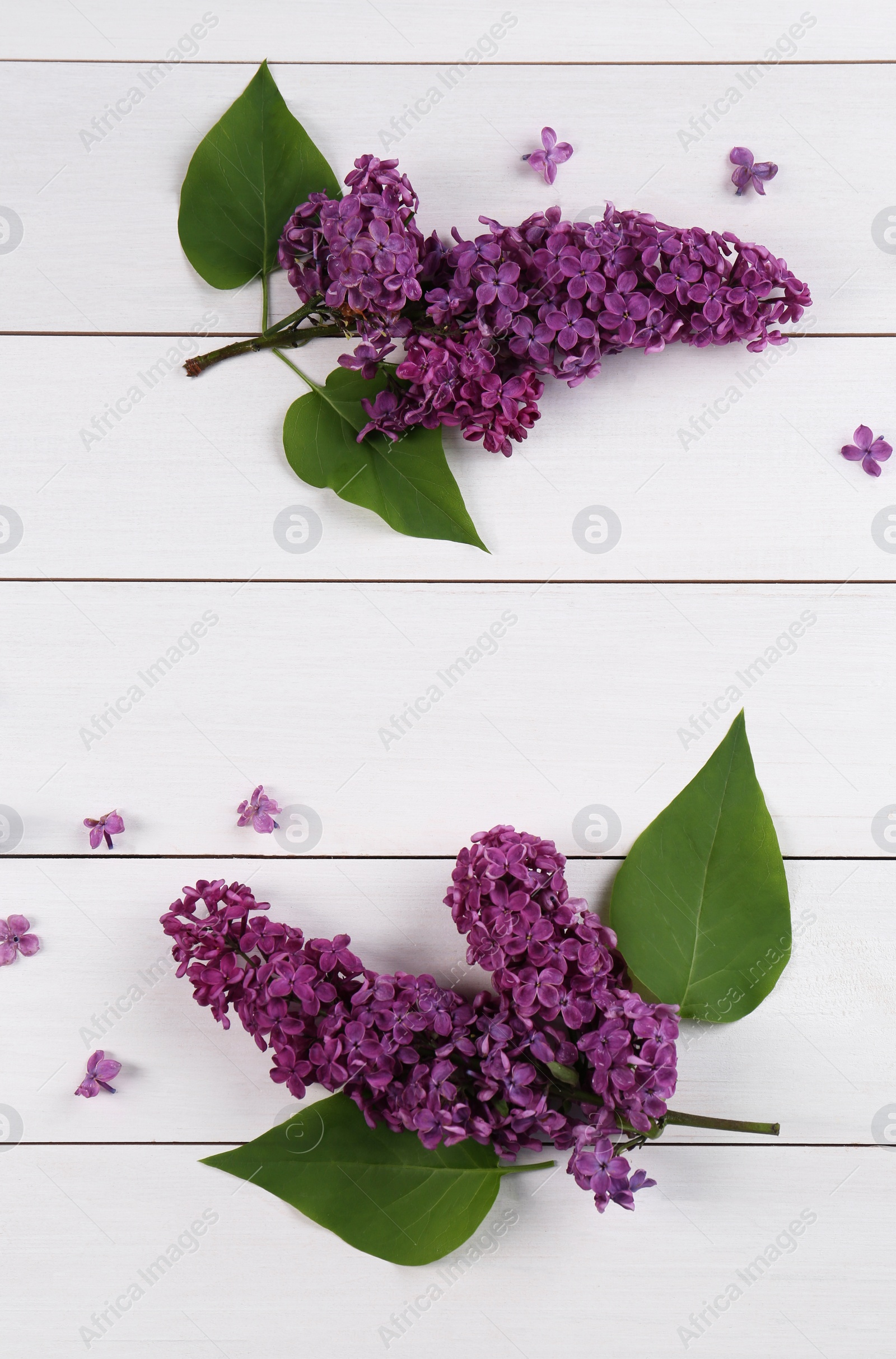 Photo of Beautiful lilac flowers on white wooden table, flat lay. Space for text