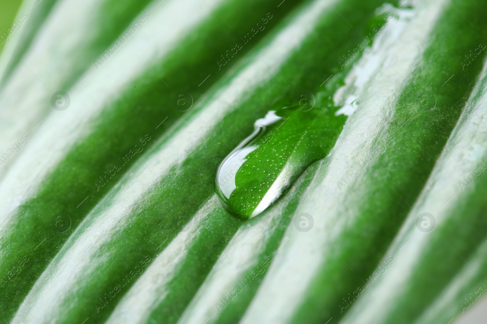 Photo of Macro view of water drop on green leaf