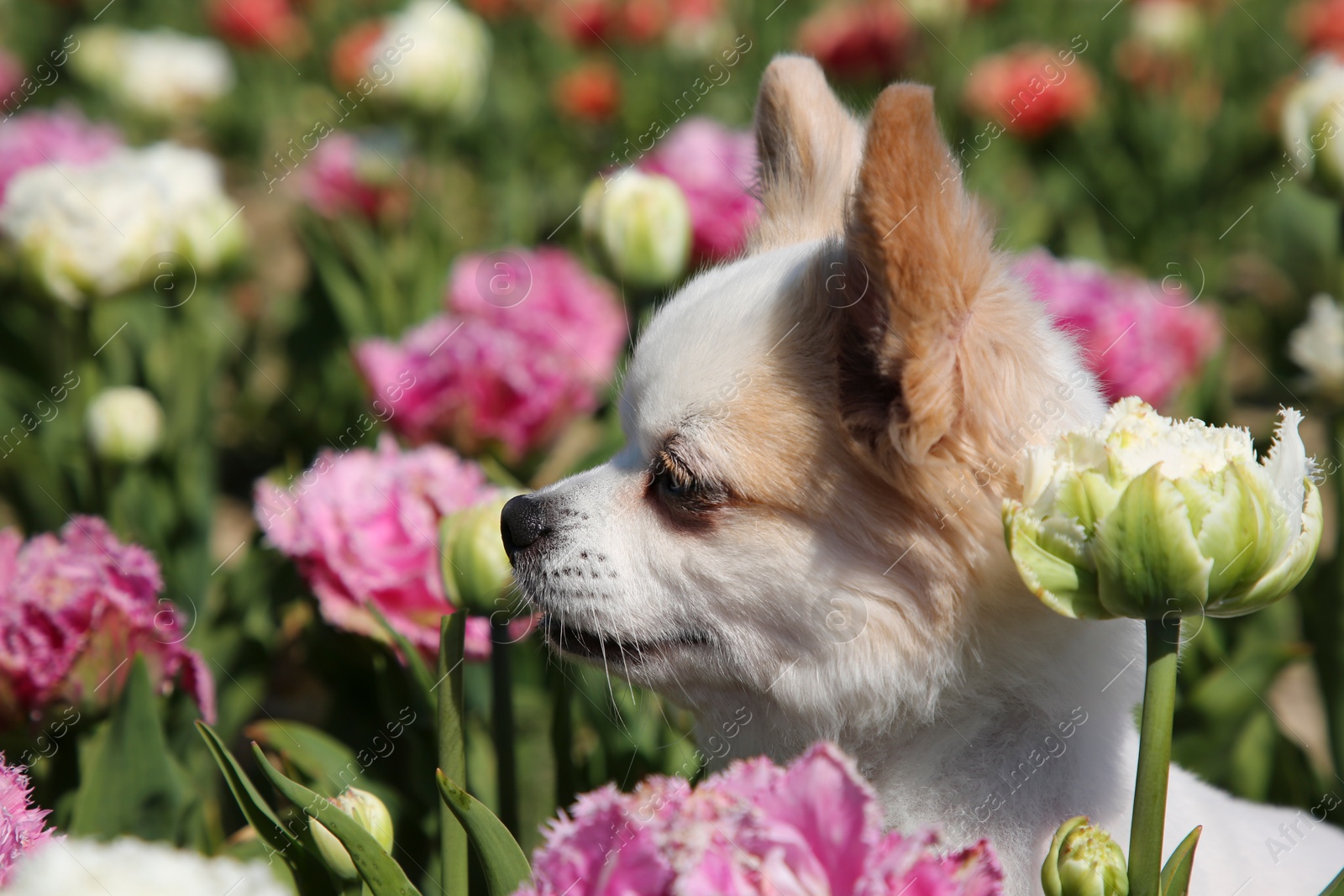 Photo of Cute Chihuahua dog among beautiful tulip flowers on sunny day, closeup