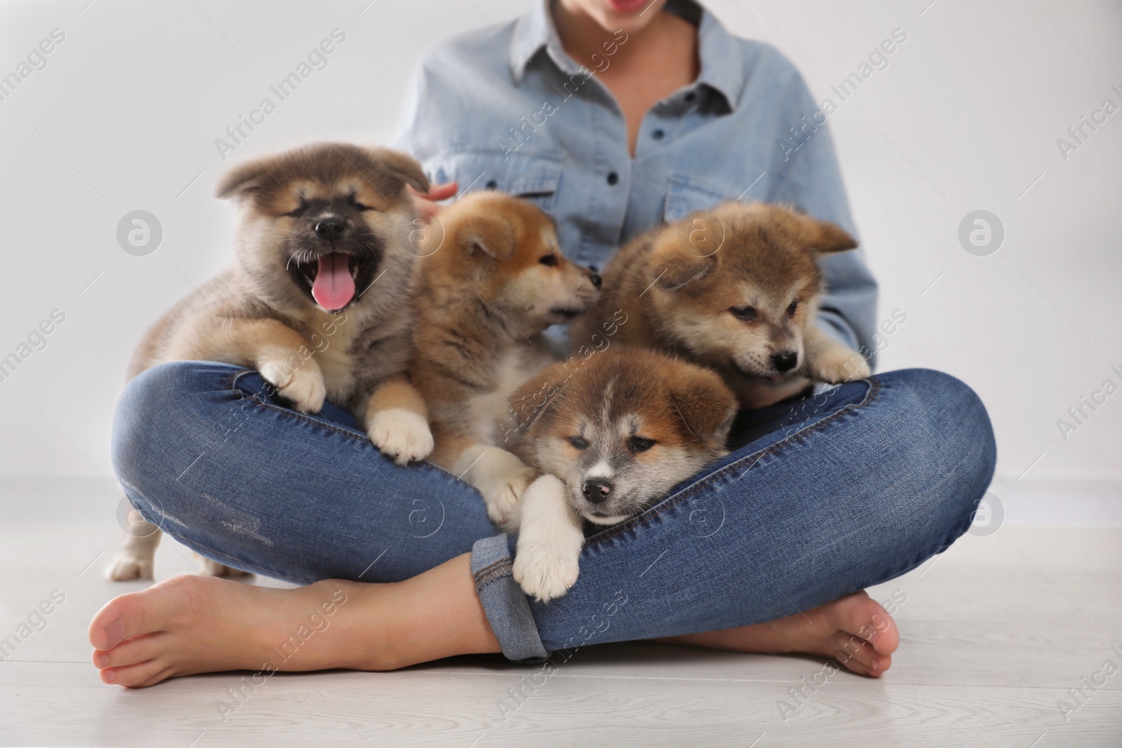 Photo of Woman with Akita Inu puppies sitting on floor near light wall, closeup