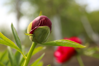 Photo of Beautiful red peony bud outdoors on spring day, closeup