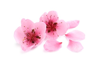 Photo of Beautiful sakura tree flowers on white background