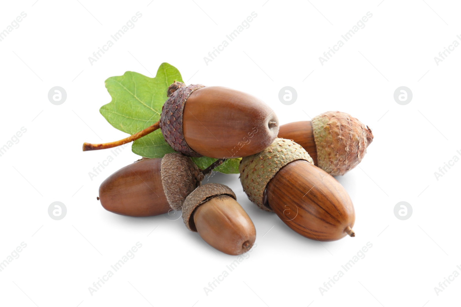 Photo of Acorns and oak leaf on white background