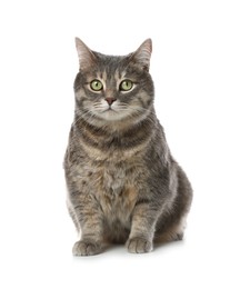 Photo of Beautiful grey tabby cat on white background. Cute pet