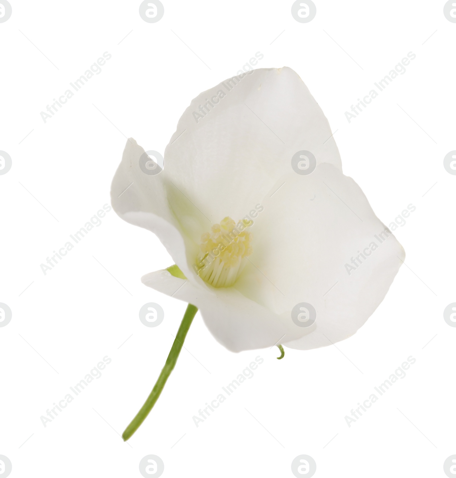 Photo of Beautiful delicate jasmine flower isolated on white