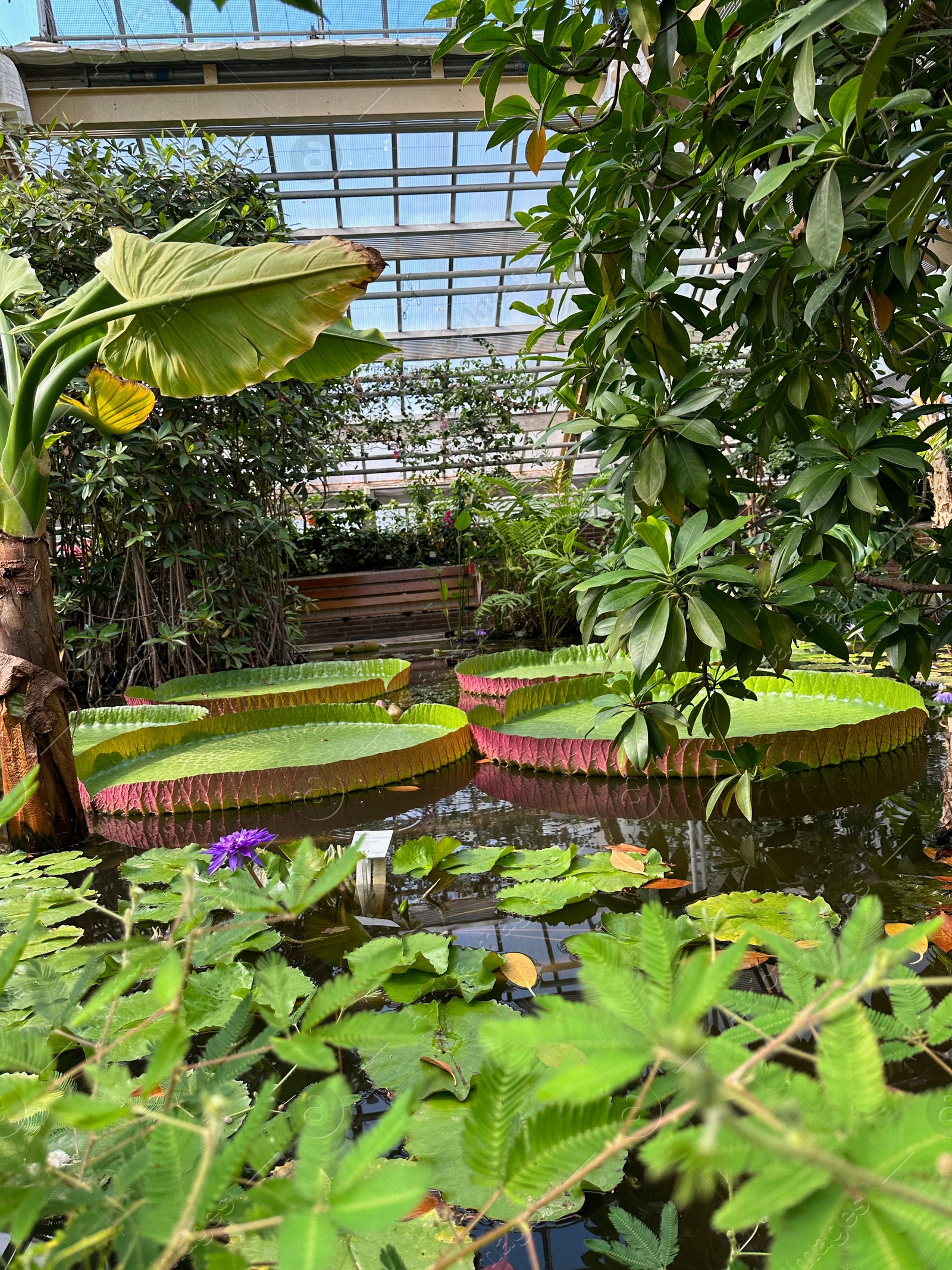 Photo of Pond with Queen Victoria water lilies in botanical garden