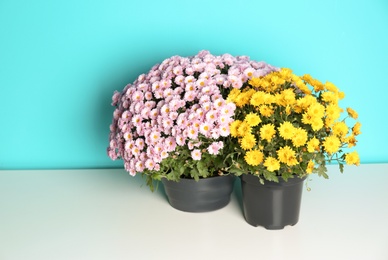 Photo of Beautiful potted chrysanthemum flowers on table against color background