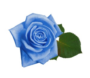 Image of Beautiful blooming light blue rose on white background