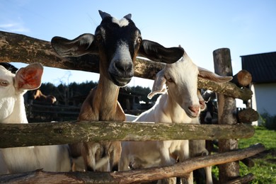 Photo of Cute goats inside of paddock at farm, low angle view