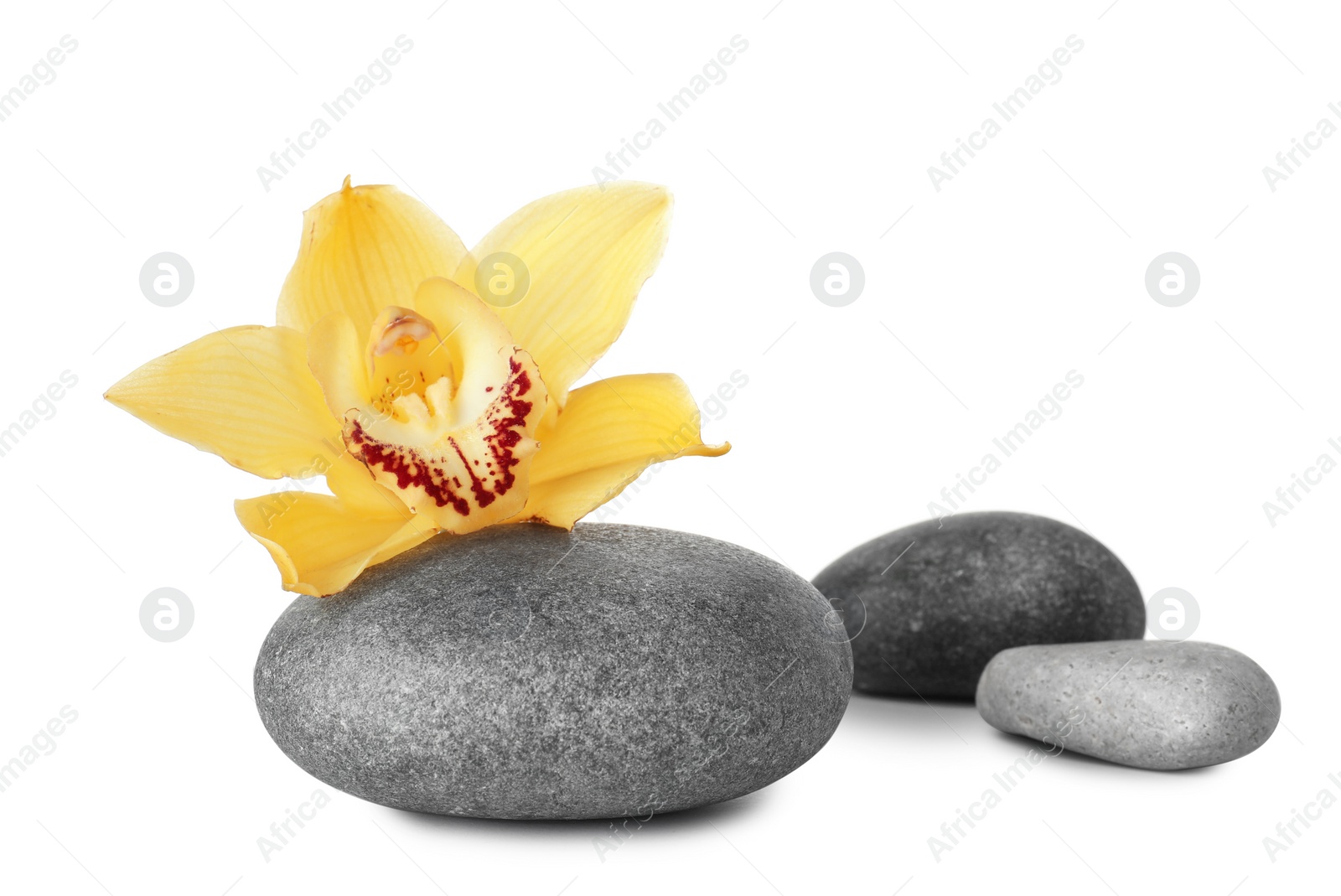 Photo of Spa stones and beautiful orchid on white background