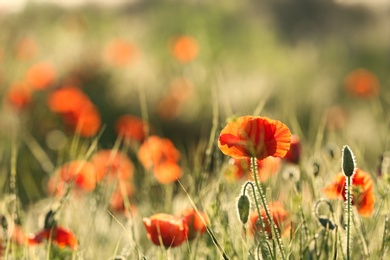 Photo of Beautiful blooming red poppy in field. Space for text