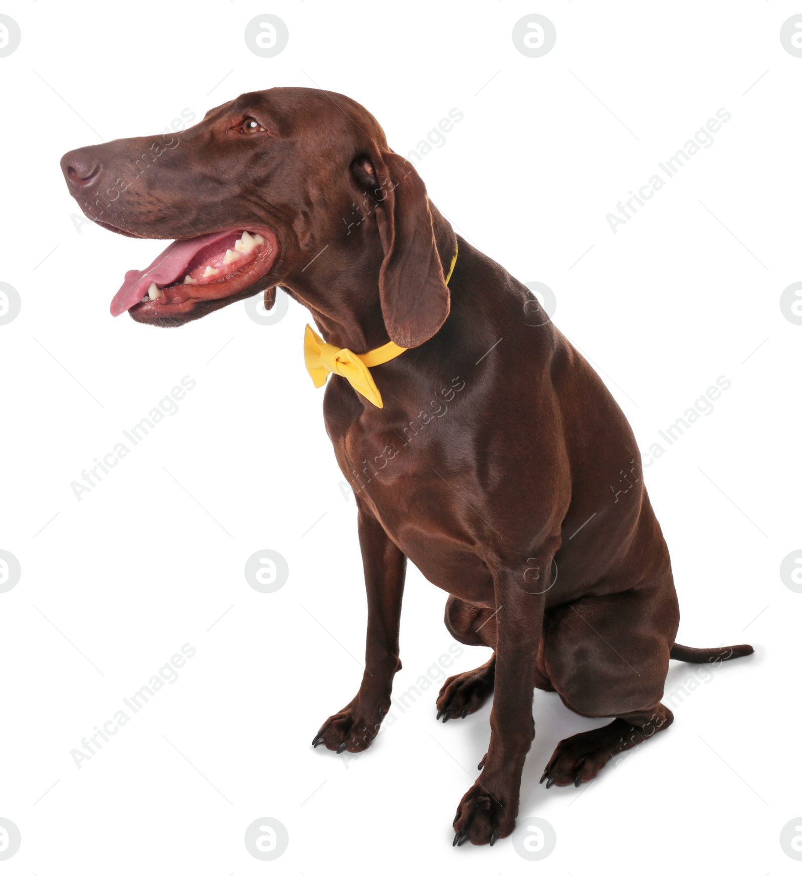 Photo of German Shorthaired Pointer dog with bow tie on white background