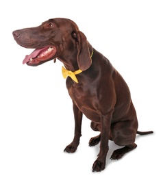 Photo of German Shorthaired Pointer dog with bow tie on white background