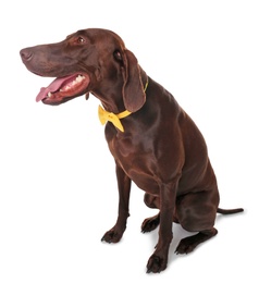 German Shorthaired Pointer dog with bow tie on white background