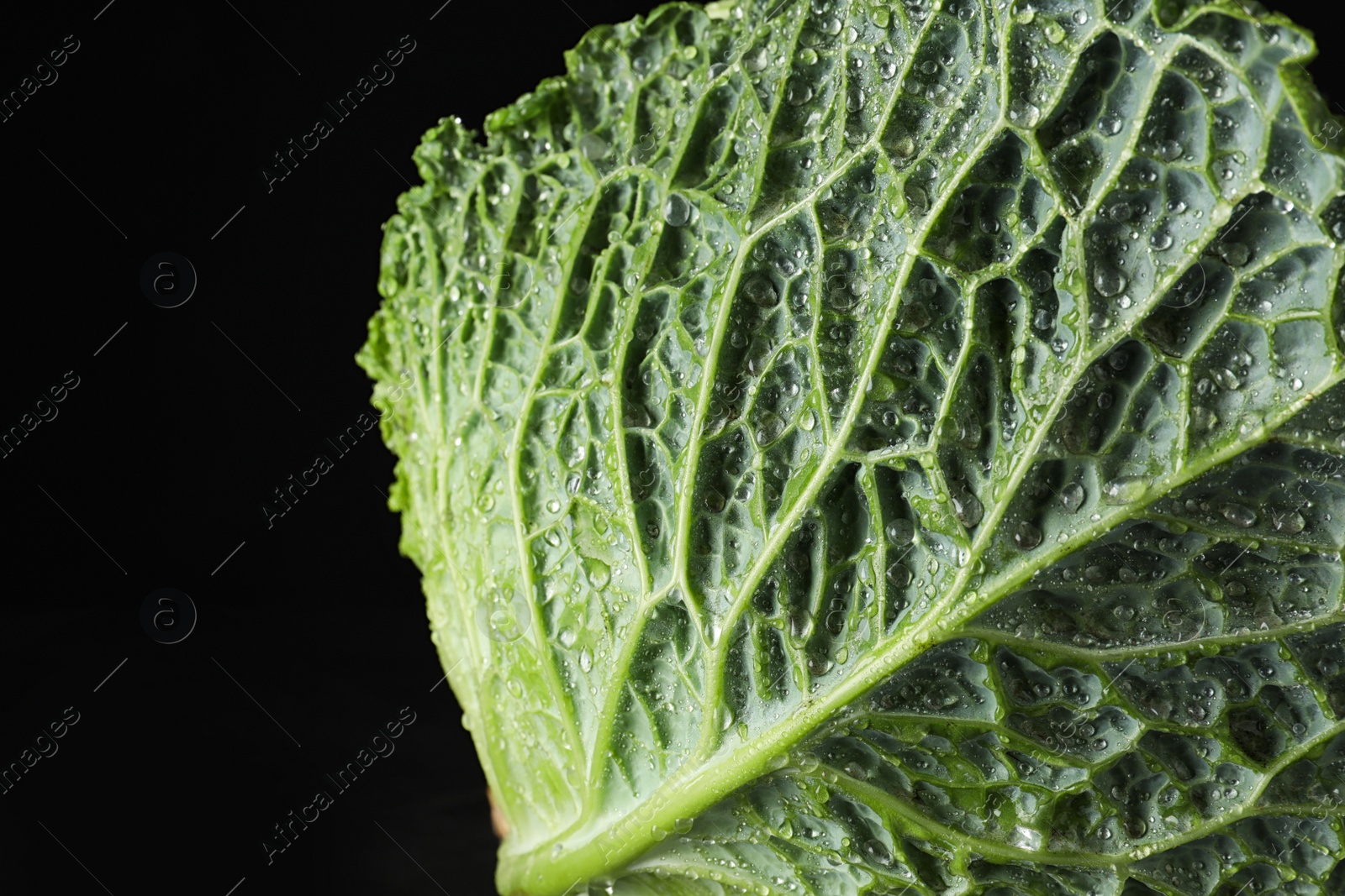 Photo of Green leaf of fresh savoy cabbage on black background, closeup