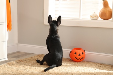 Photo of Cute black dog with Halloween treat bucket on floor indoors
