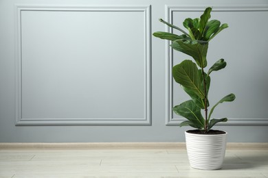 Photo of Fiddle Fig or Ficus Lyrata plant with green leaves on floor near light grey wall, space for text