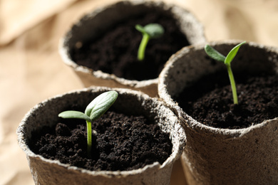 Young seedlings in peat pots on table