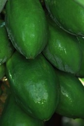 Photo of Unripe papaya fruits growing on tree outdoors, closeup view