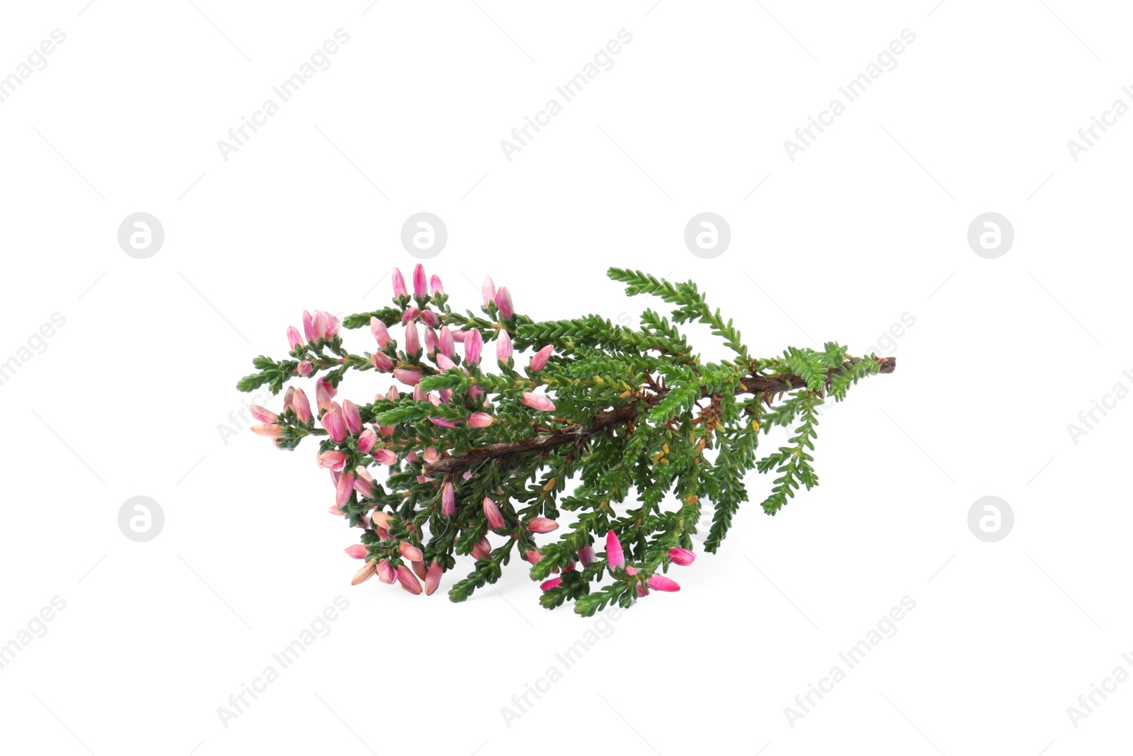 Photo of Branch of heather with beautiful flowers isolated on white