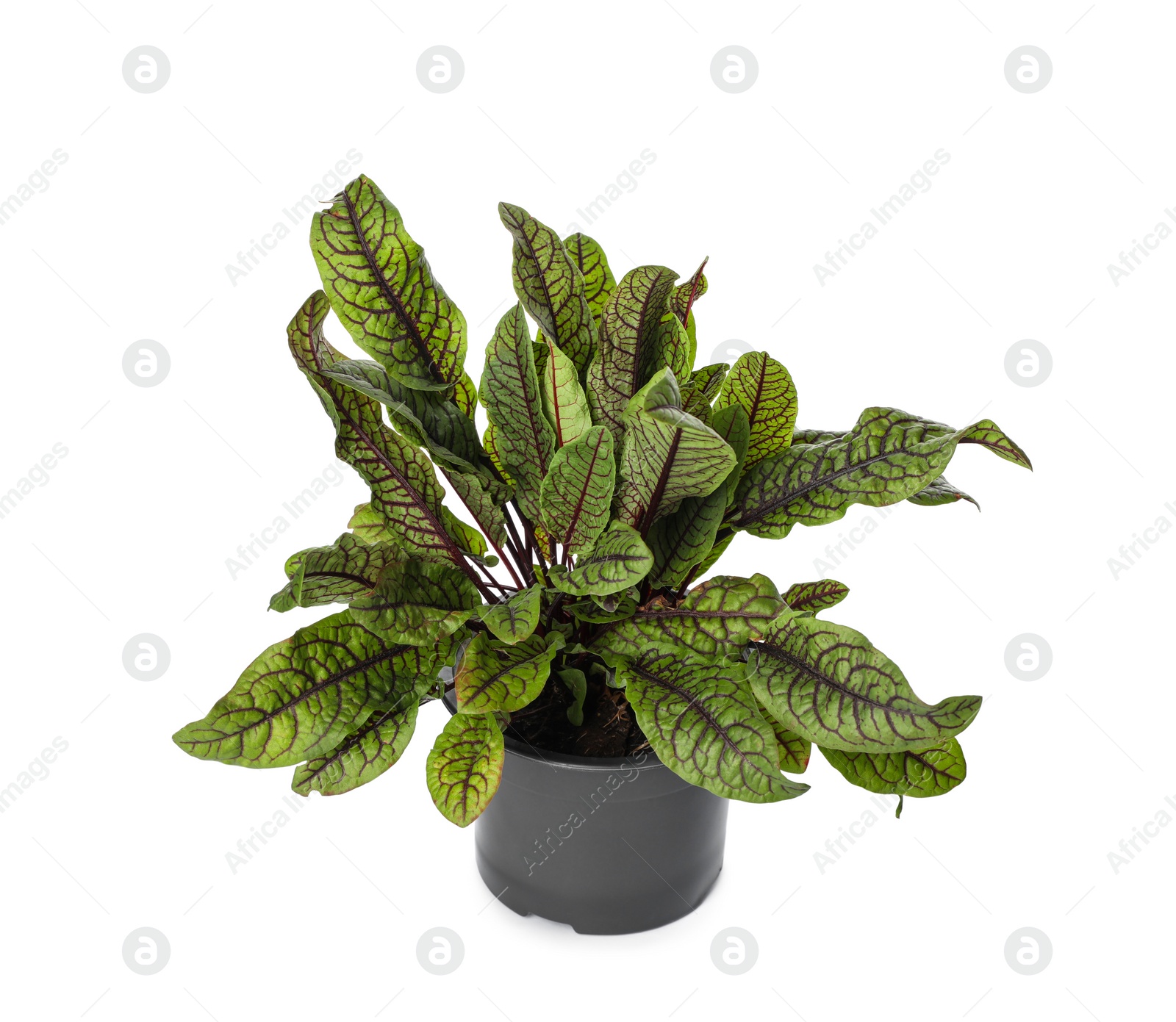 Photo of Sorrel plant in pot isolated on white