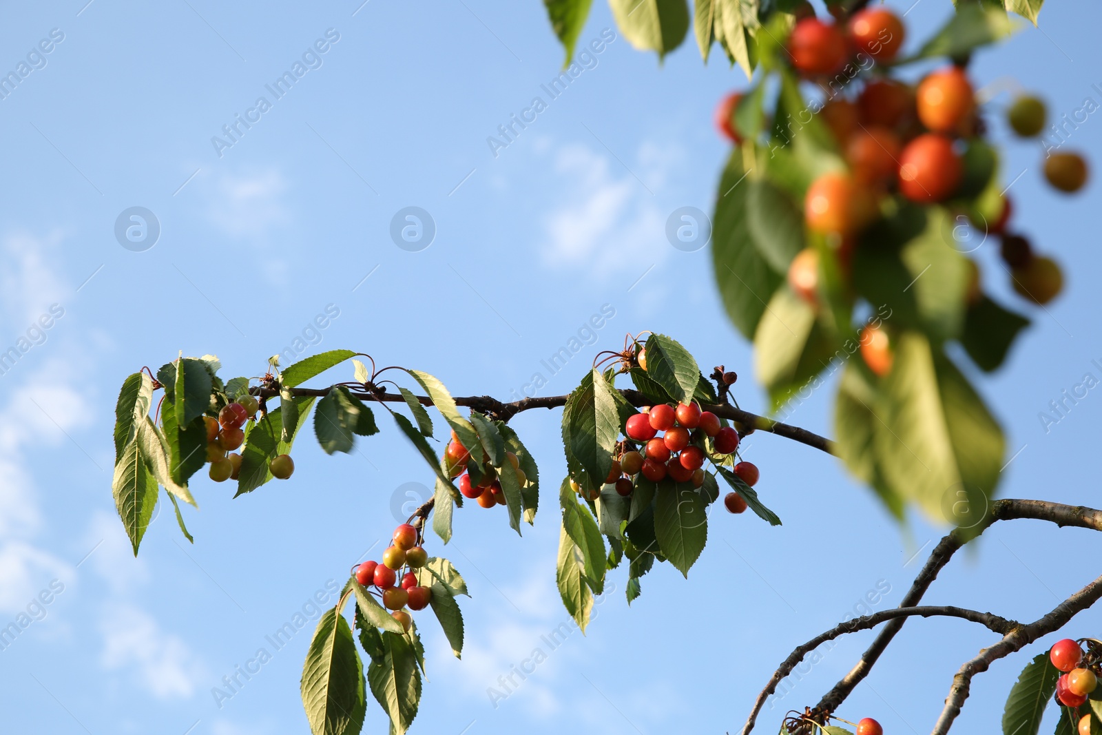 Photo of Cherry tree with green leaves and unripe berries growing outdoors, closeup