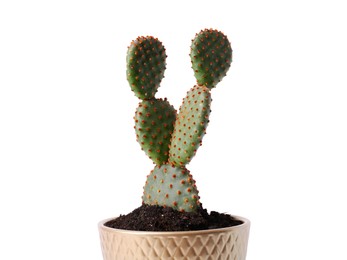 Beautiful Opuntia cactus in pot on white background