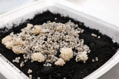 Photo of Many snail eggs on soil in plastic box, closeup