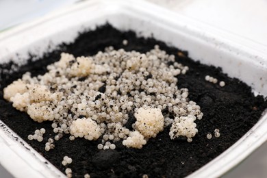 Many snail eggs on soil in plastic box, closeup