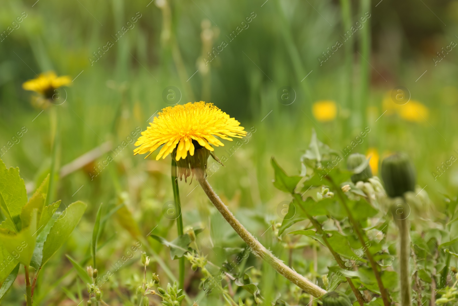 Photo of Beautiful yellow dandelion flowers growing outdoors, closeup